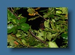Helengeli 076